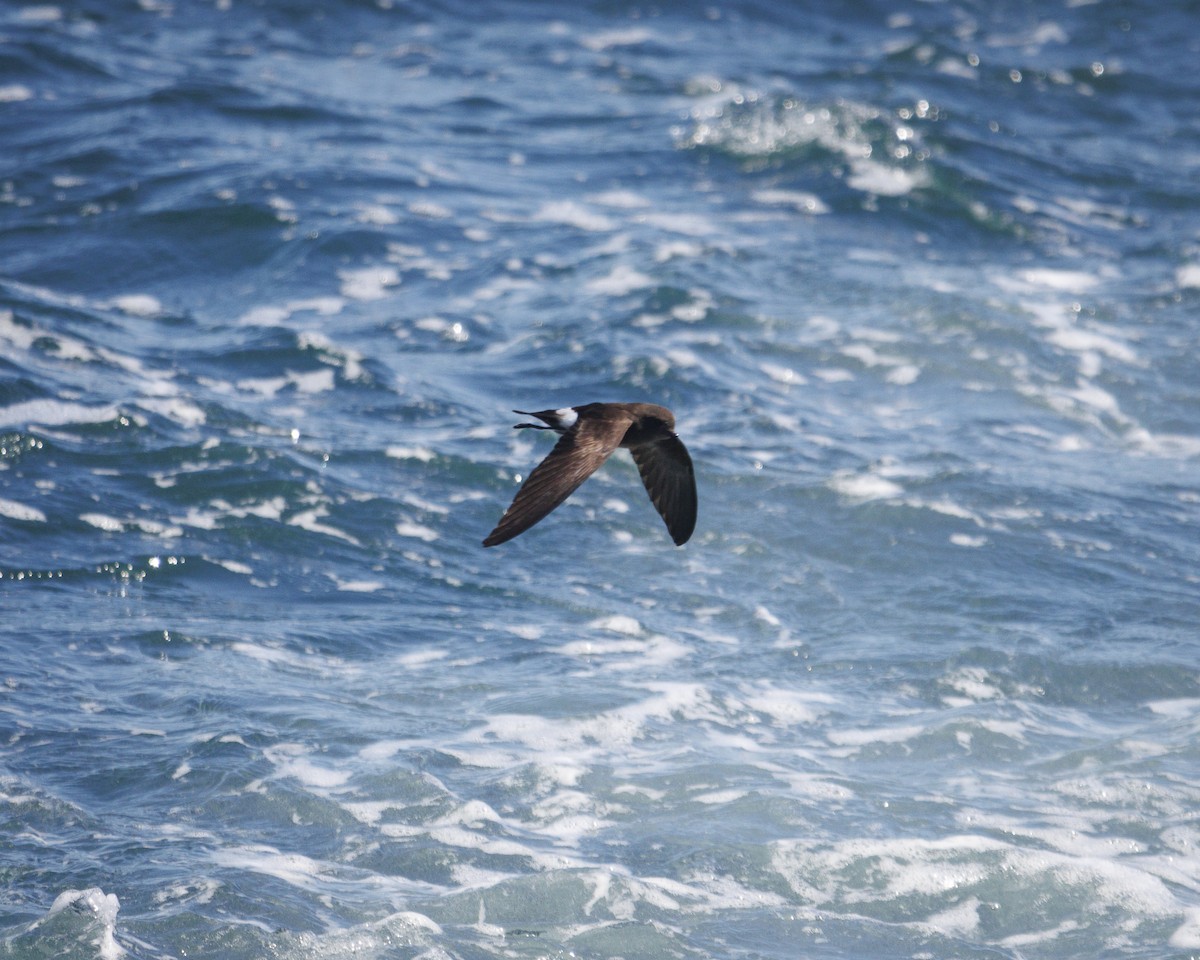 Elliot's Storm-Petrel - ML644213422