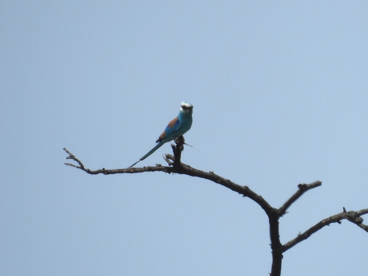 Abyssinian Roller - ML644213427