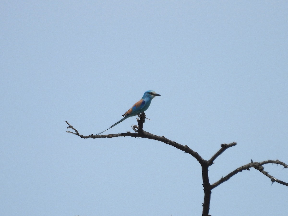 Abyssinian Roller - ML644213428