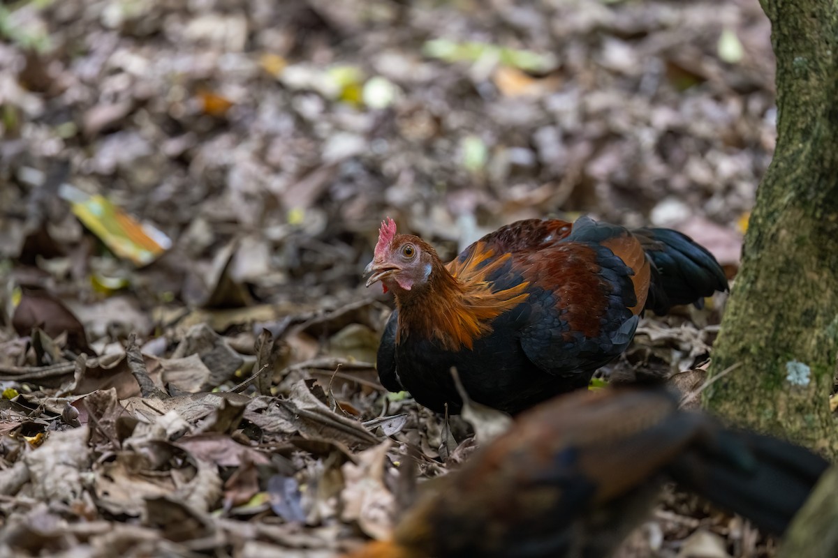 セキショクヤケイ - ML644213433