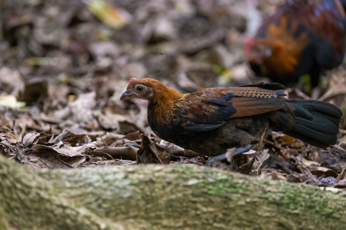 セキショクヤケイ - ML644213434