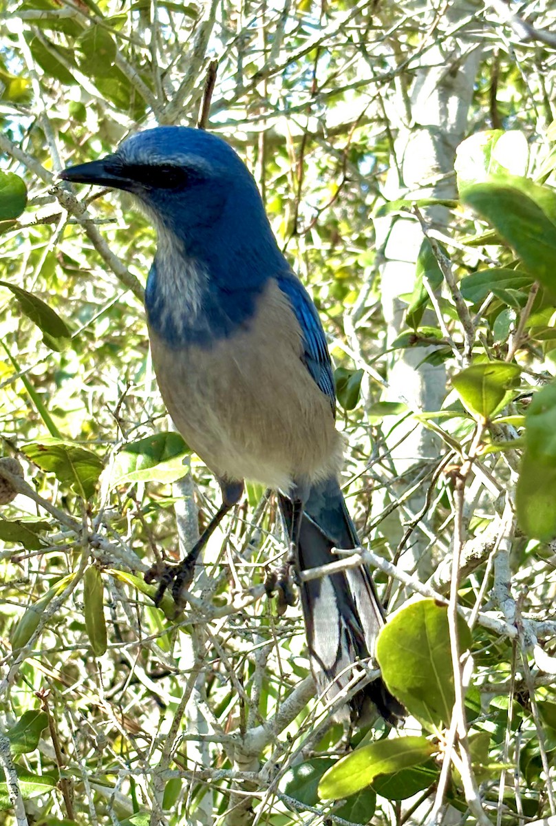 Florida Scrub-Jay - ML644213435