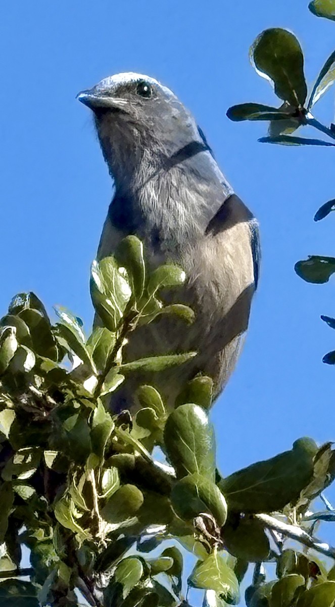 Florida Scrub-Jay - ML644213436
