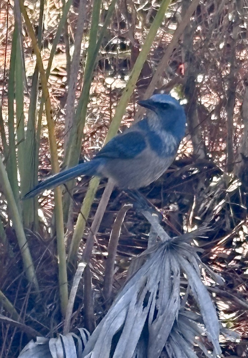 Florida Scrub-Jay - ML644213437