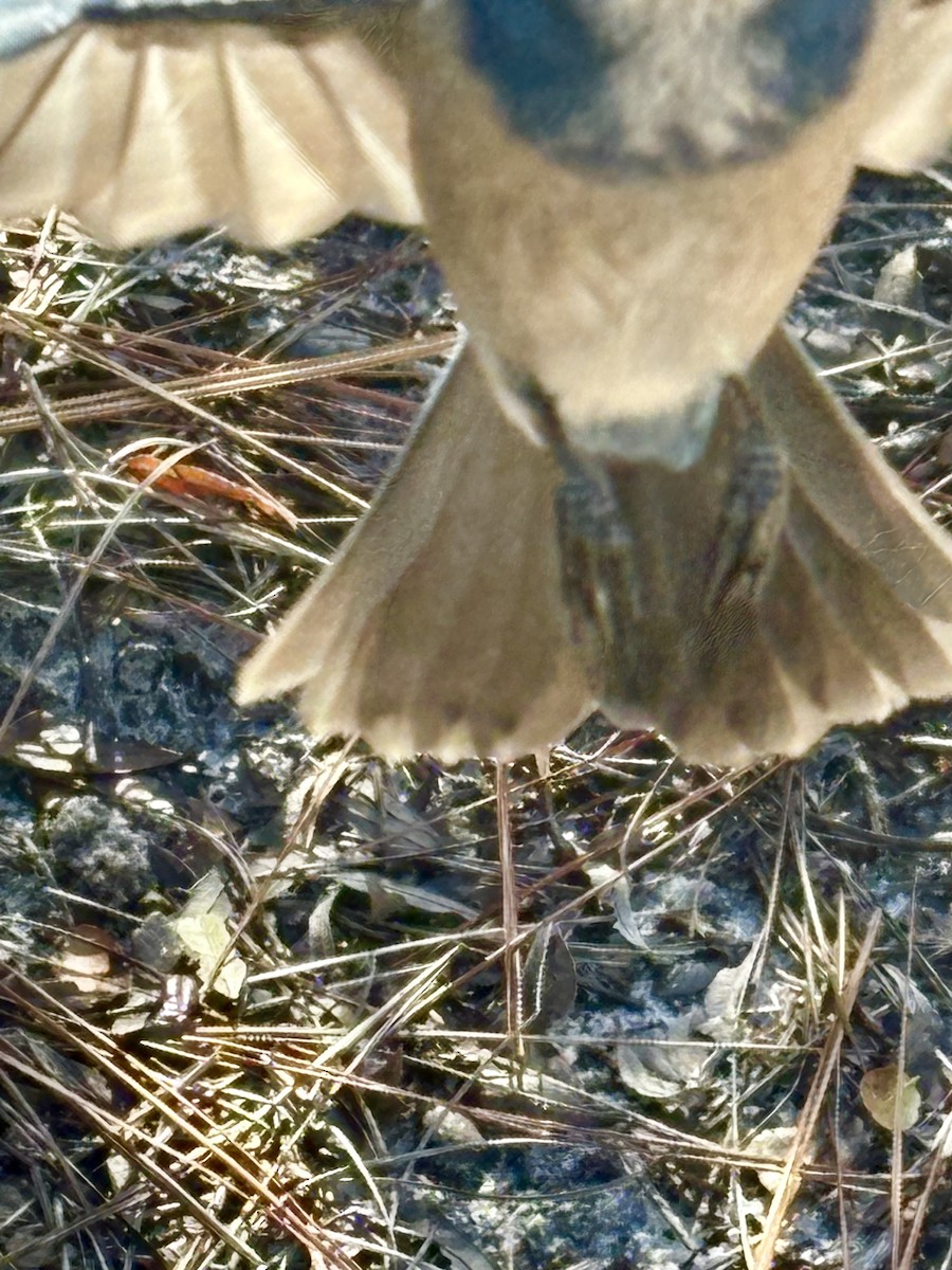 Florida Scrub-Jay - ML644213438