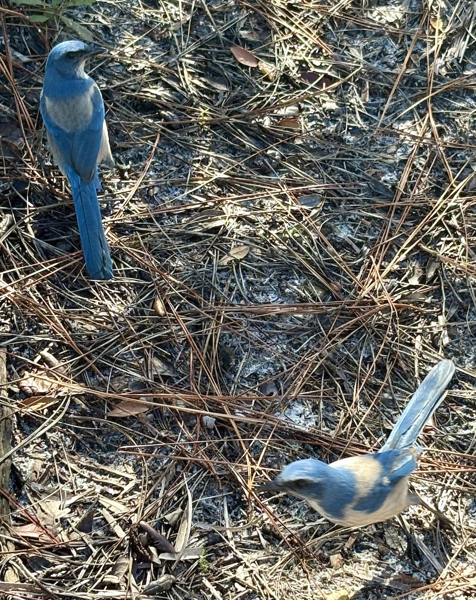Florida Scrub-Jay - ML644213439