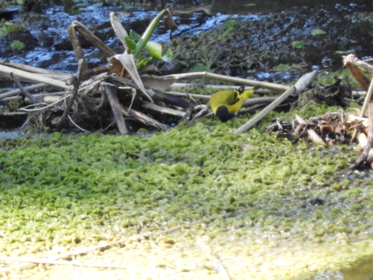 Hooded Siskin - ML644213451