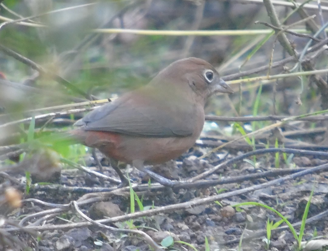 Araguira rougeâtre - ML644213453
