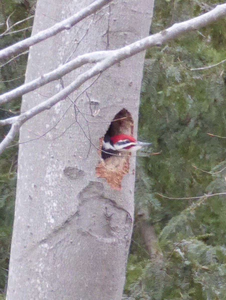 Pileated Woodpecker - ML644213458