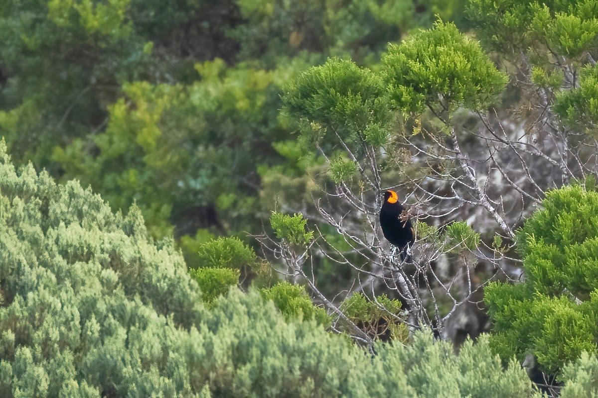 gulskjermhonningeter - ML644213466