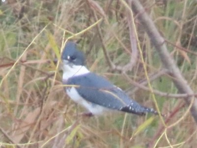 Belted Kingfisher - ML644213467