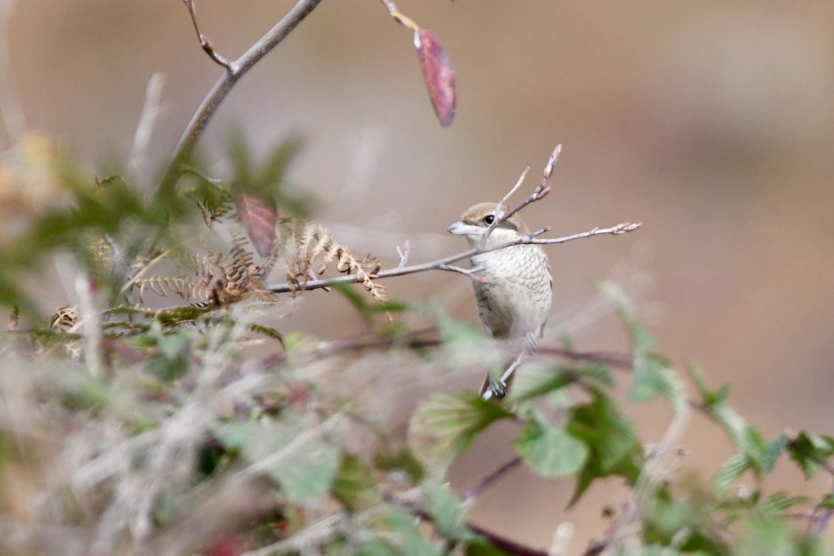 Brown Shrike - ML644213478