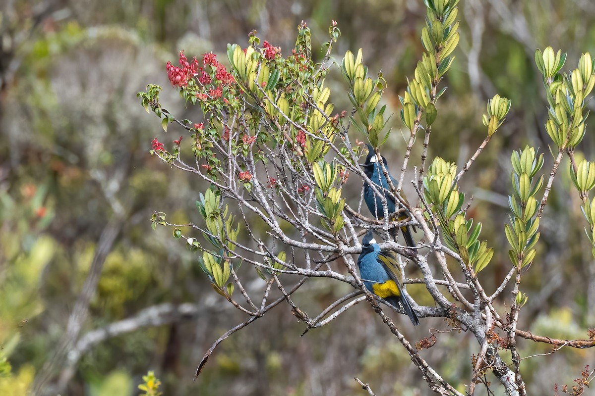 Western Crested Berrypecker - ML644213479