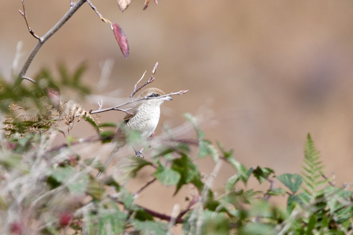Brown Shrike - ML644213480