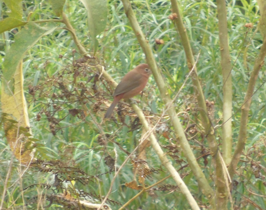 Araguira rougeâtre - ML644213482