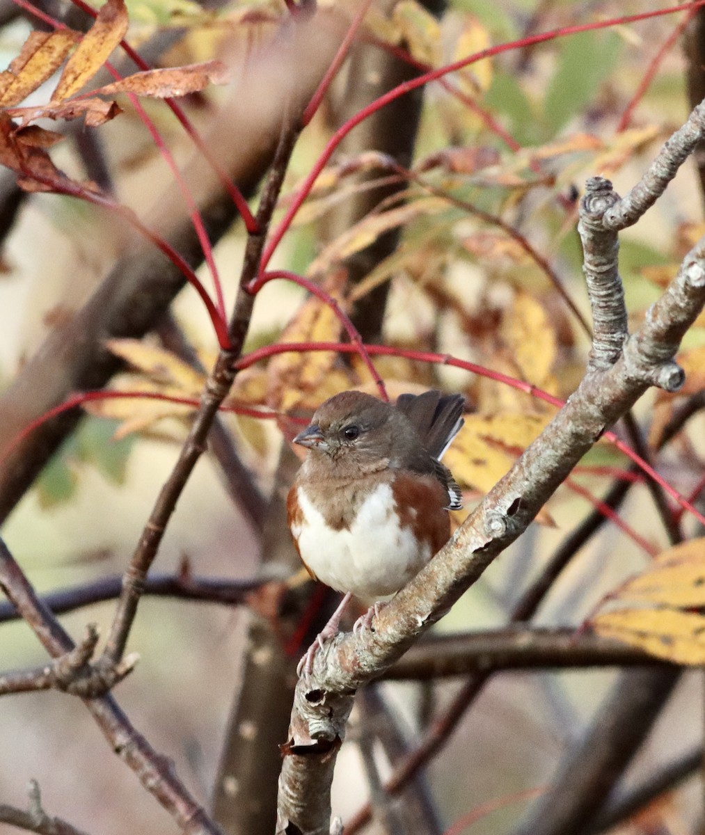 Eastern Towhee - ML644213483