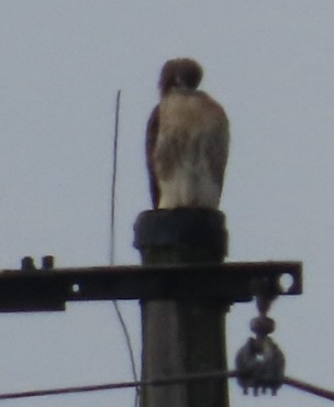 Red-tailed Hawk - ML644213487