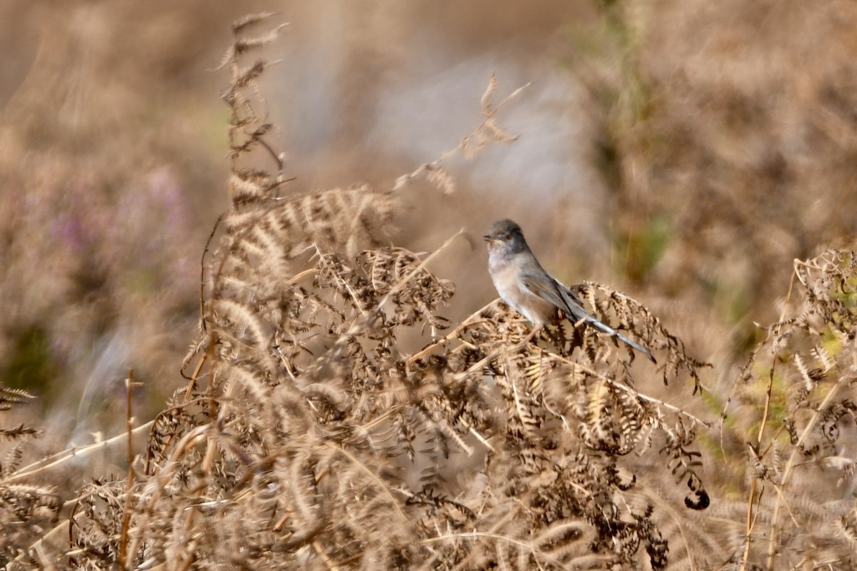 Magnanina comune - ML644213491