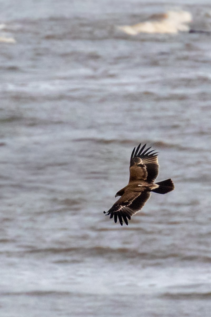 Indian Spotted Eagle - ML644213501