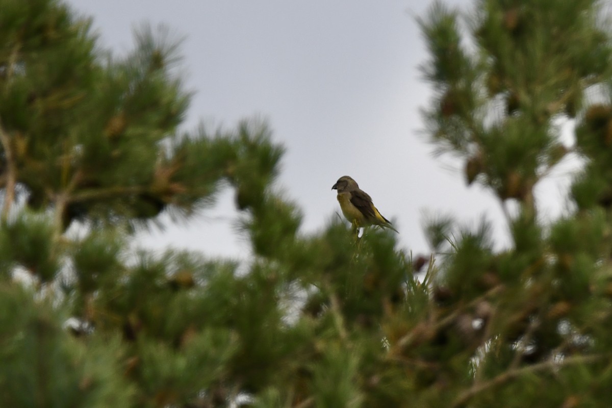 Red Crossbill - ML644213502