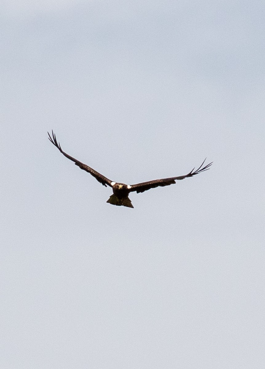 Booted Eagle - ML644213507