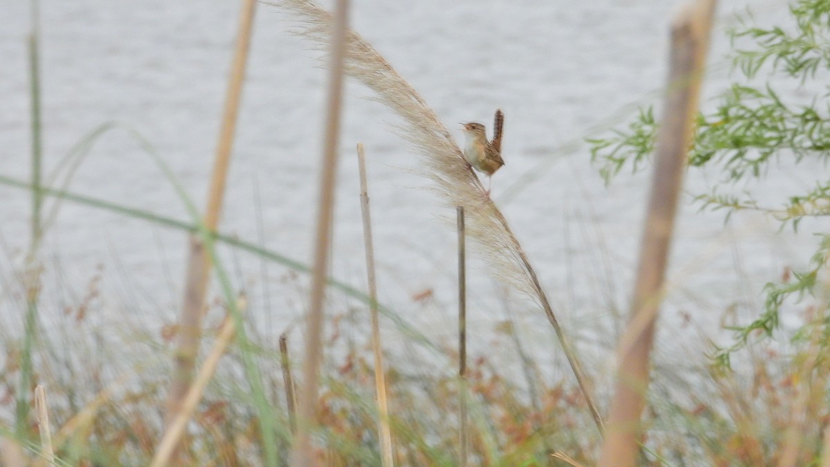 Grass Wren - ML644213509