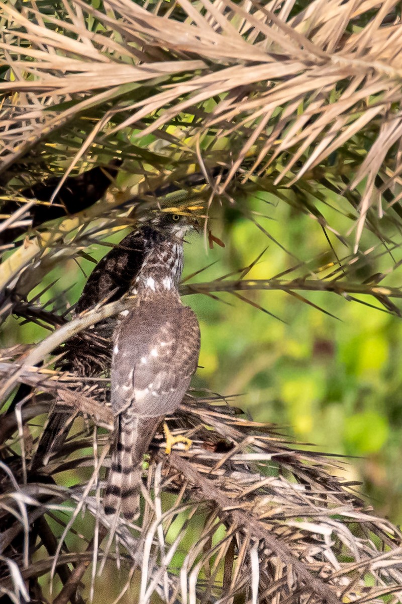 Shikra - ML644213511