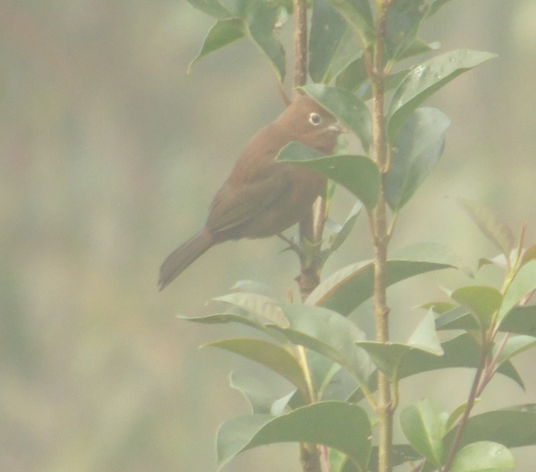 Araguira rougeâtre - ML644213527