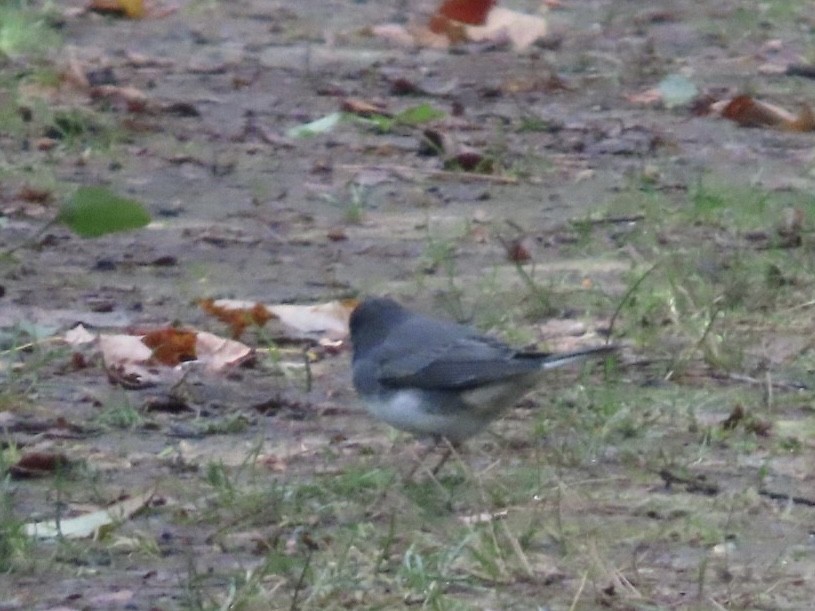 Dark-eyed Junco - ML644213534