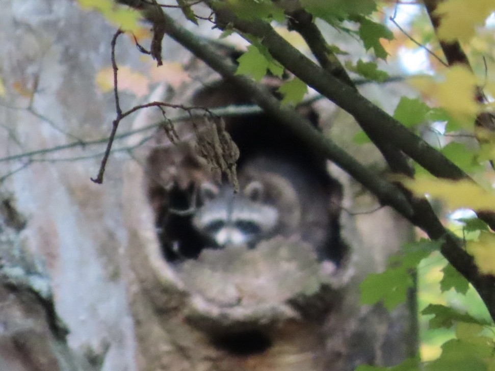 Common Raccoon - ML644213557