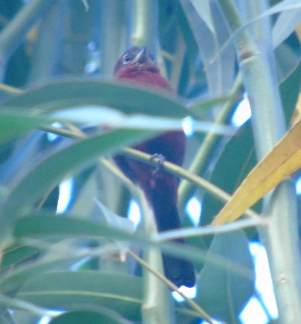 Araguira rougeâtre - ML644213561