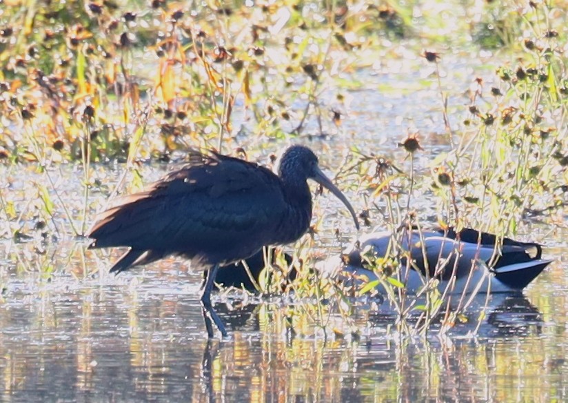 Glossy Ibis - ML644213572