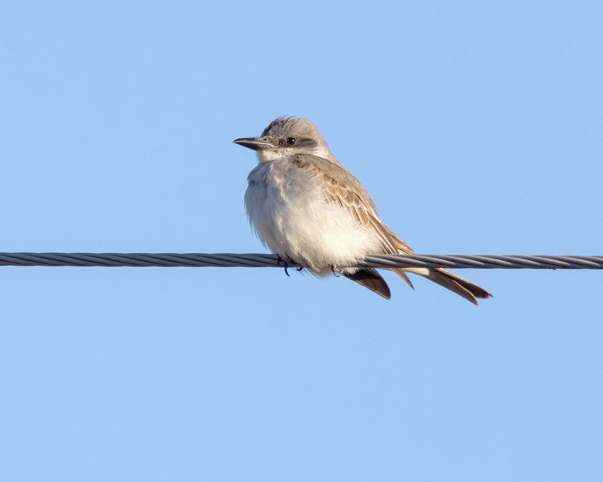 Gray Kingbird - ML644213577