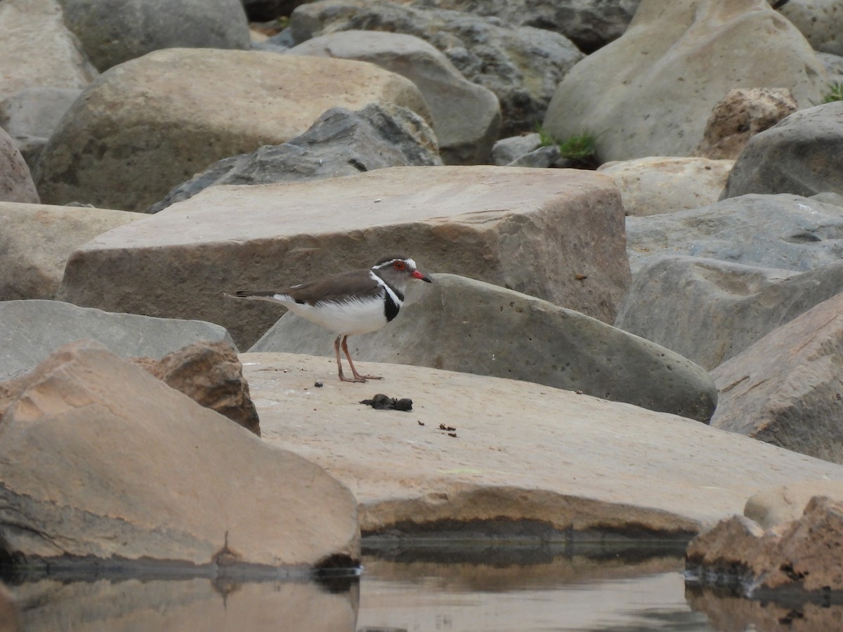 Three-banded Plover - ML644213580
