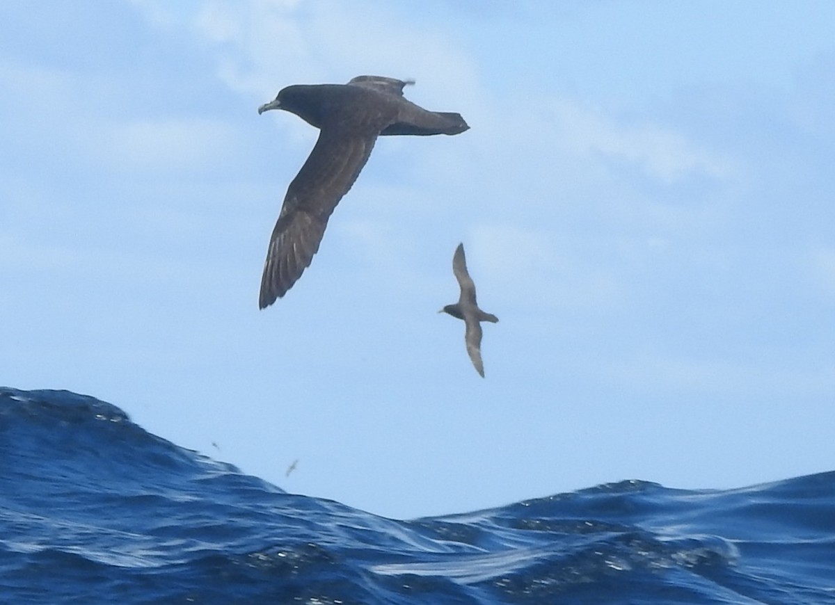 Beyaz Gıdılı Yelkovan - ML644213587