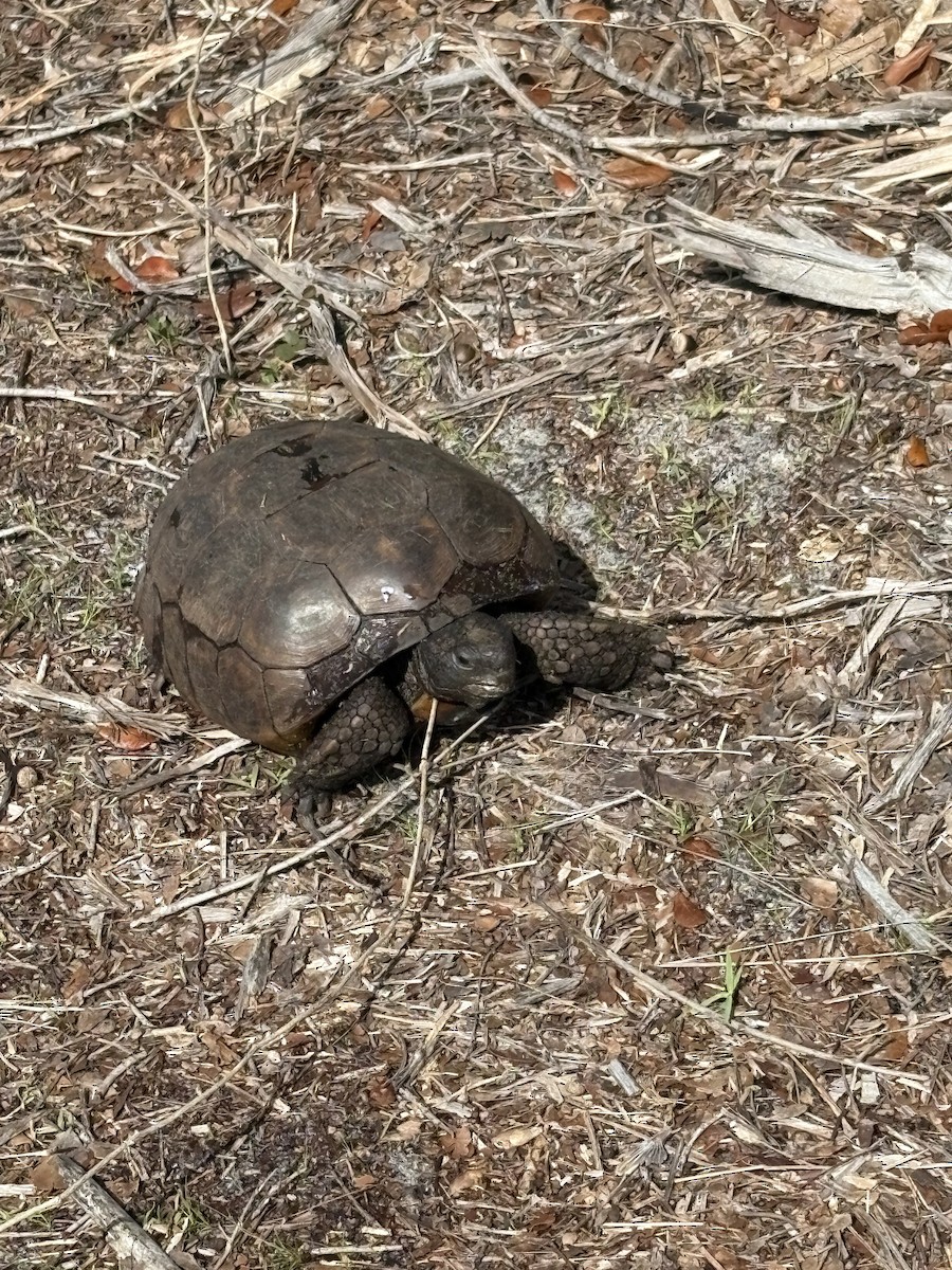 Animals - ML644213603