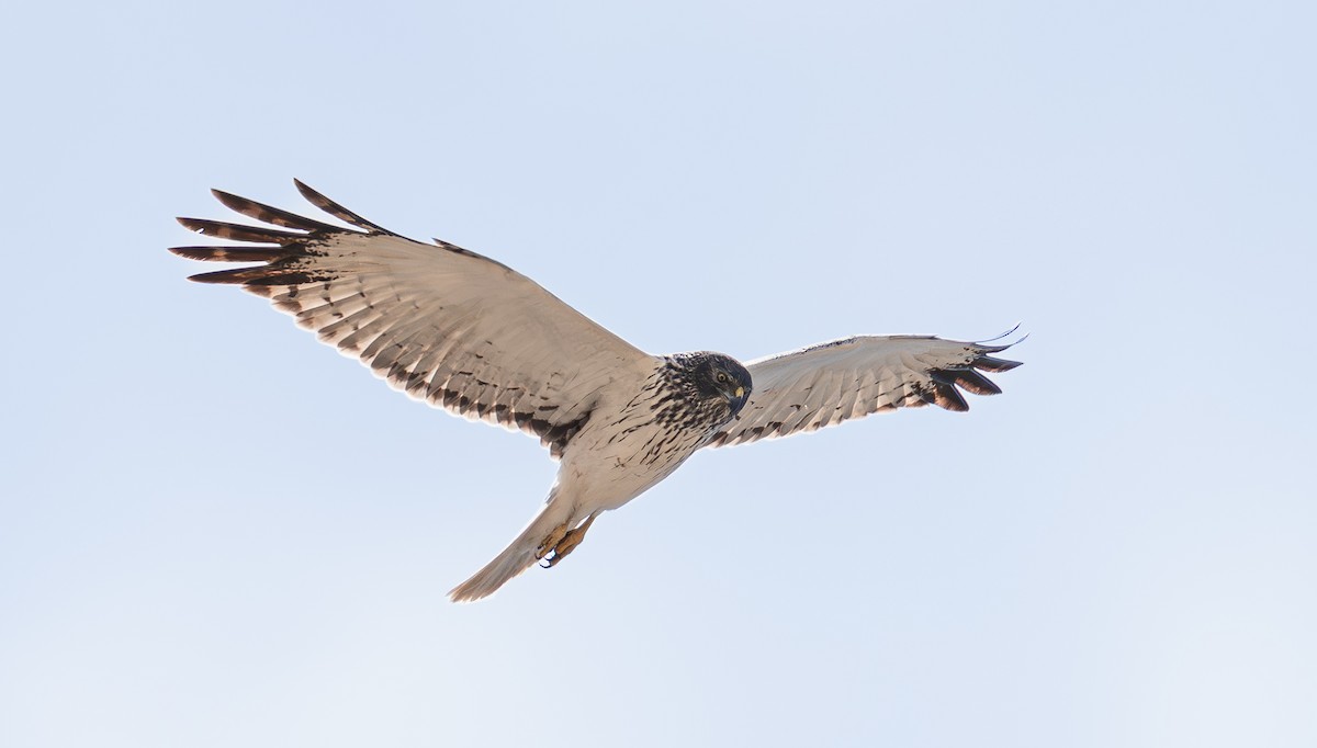 Eastern Marsh Harrier - ML644213606