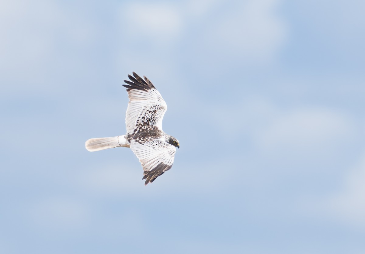 Eastern Marsh Harrier - ML644213607