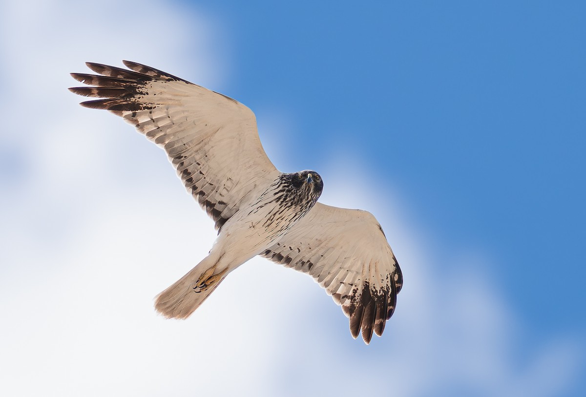 Eastern Marsh Harrier - ML644213608