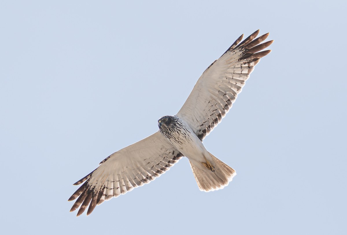 Eastern Marsh Harrier - ML644213609