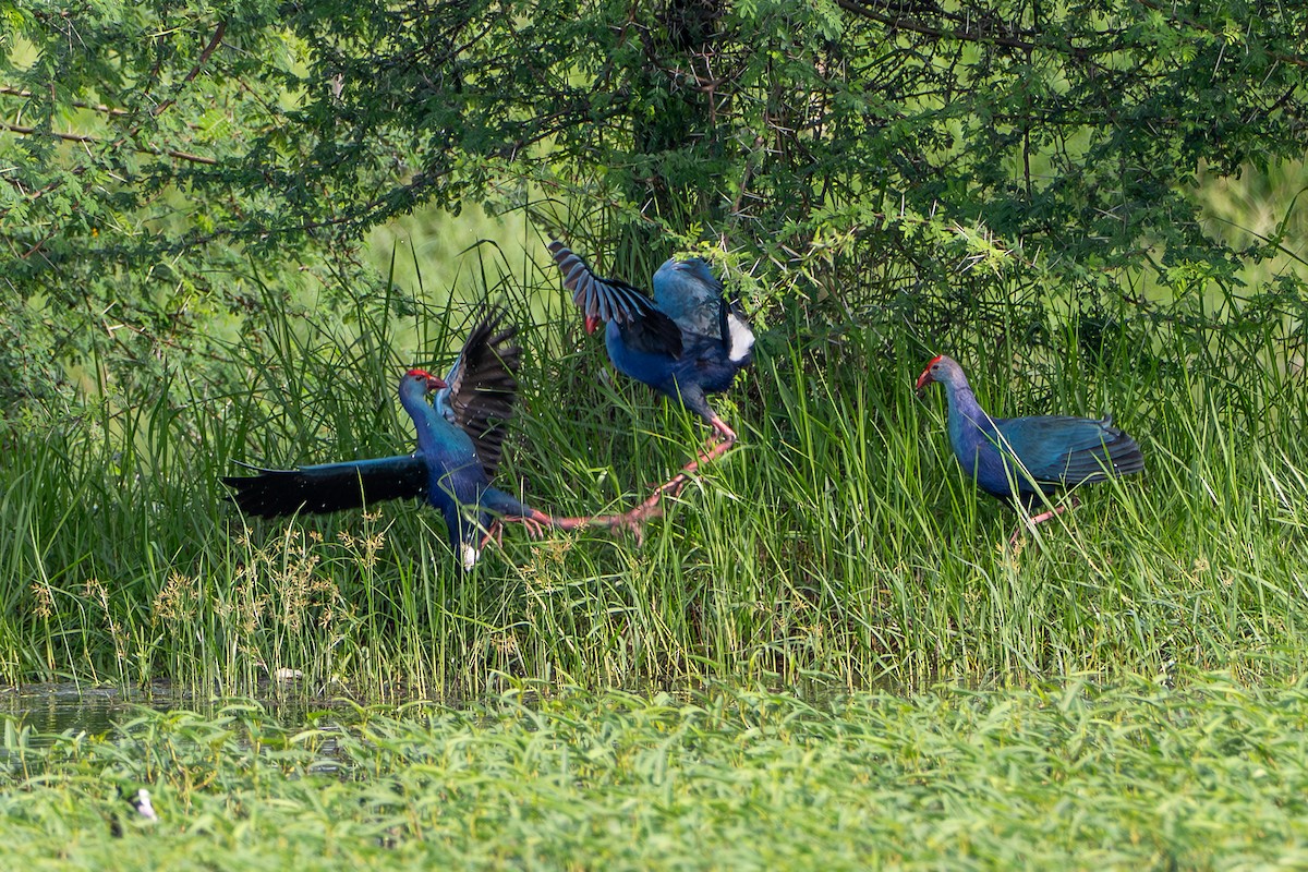 灰頭紫水雞 - ML644213611