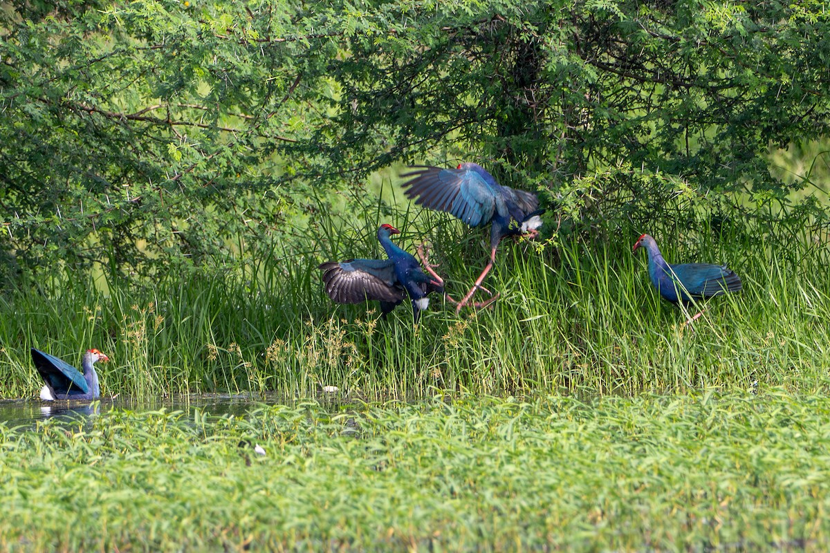 灰頭紫水雞 - ML644213612