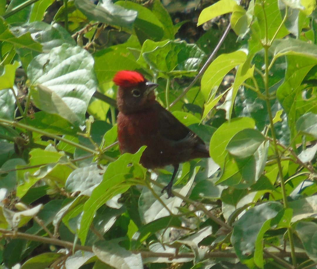 Araguira rougeâtre - ML644213621