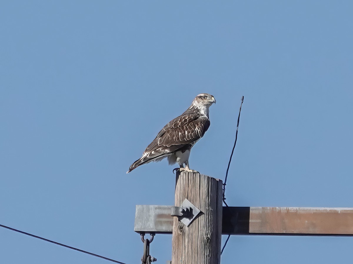 Ferruginous Hawk - ML644213625