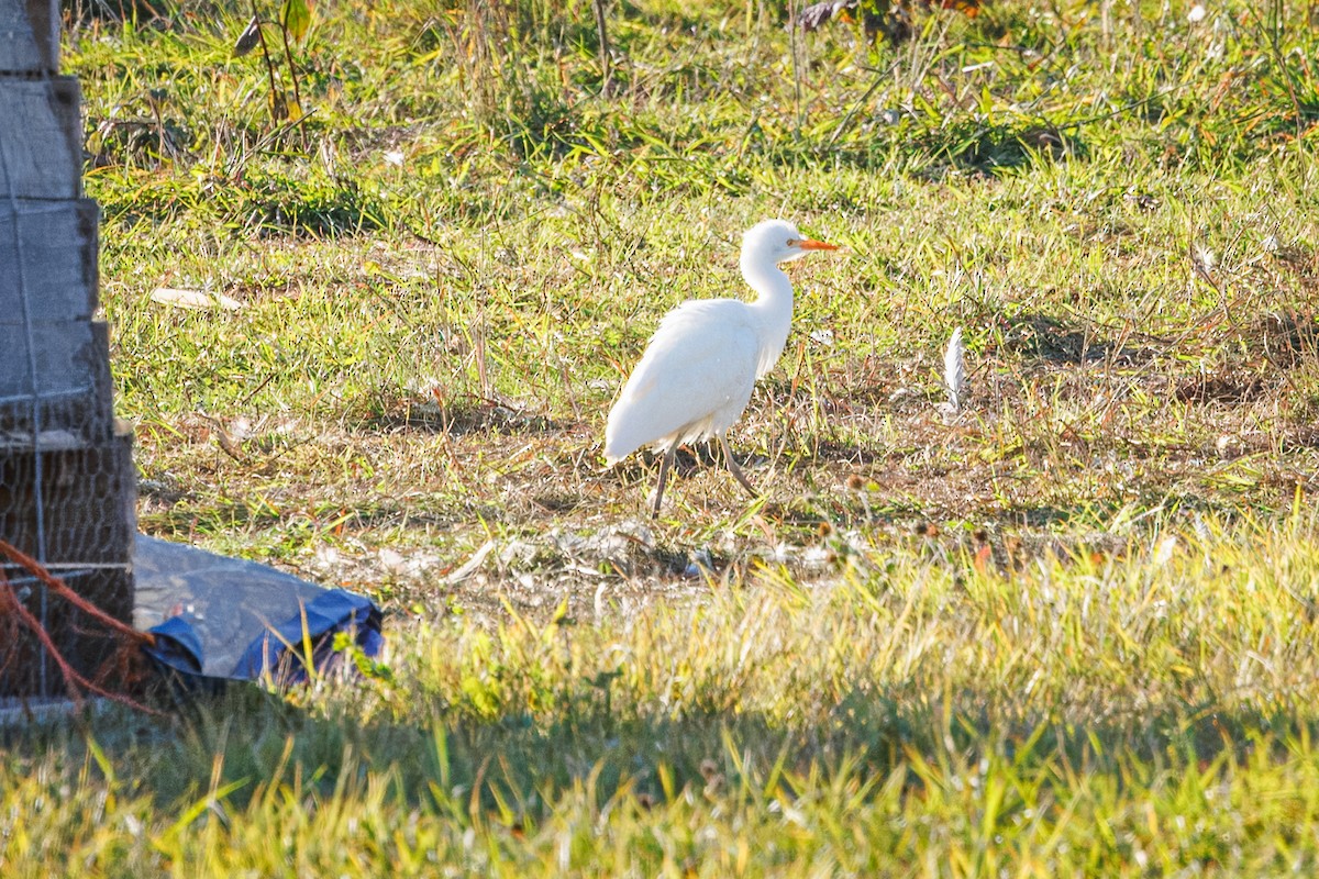 Western Cattle-Egret - ML644213670