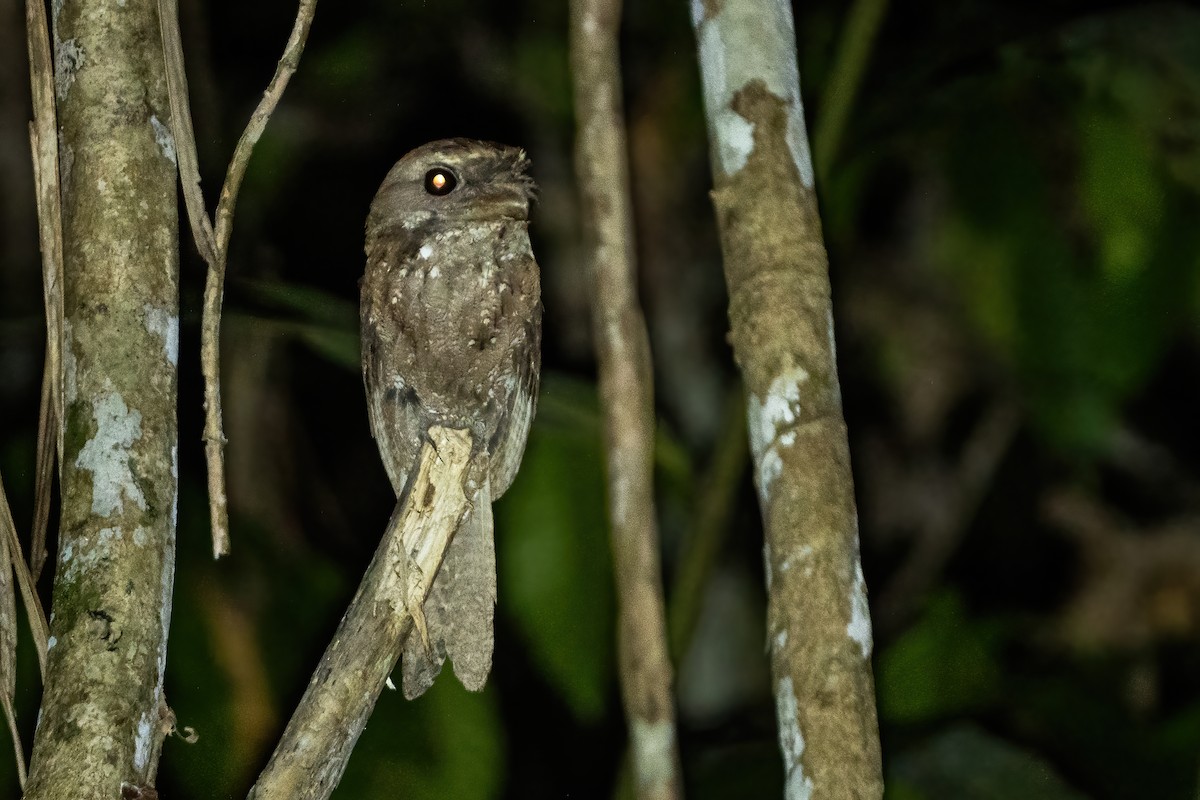 チャイロガマグチヨタカ - ML644213671