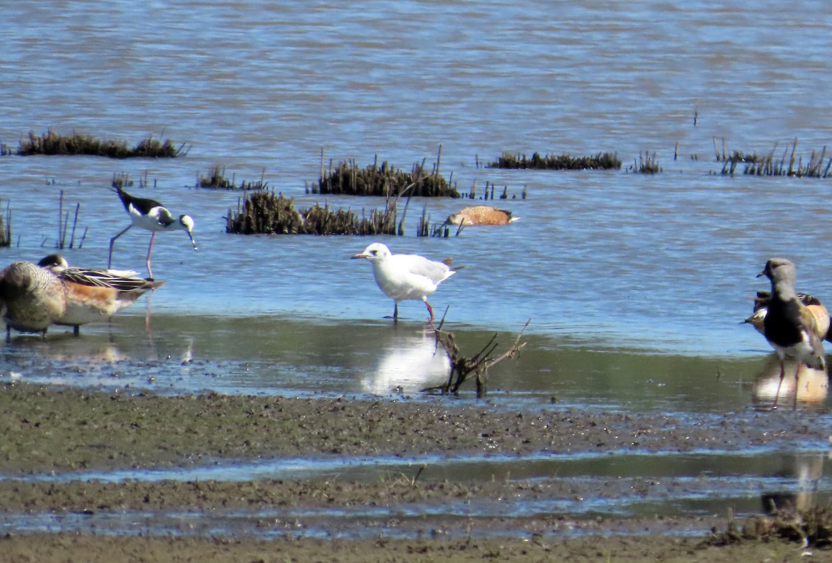Brown-hooded Gull - ML644213675