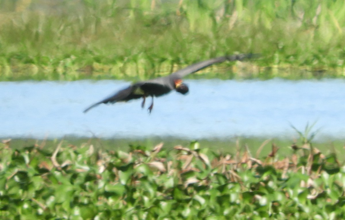 Snail Kite - ML644213708