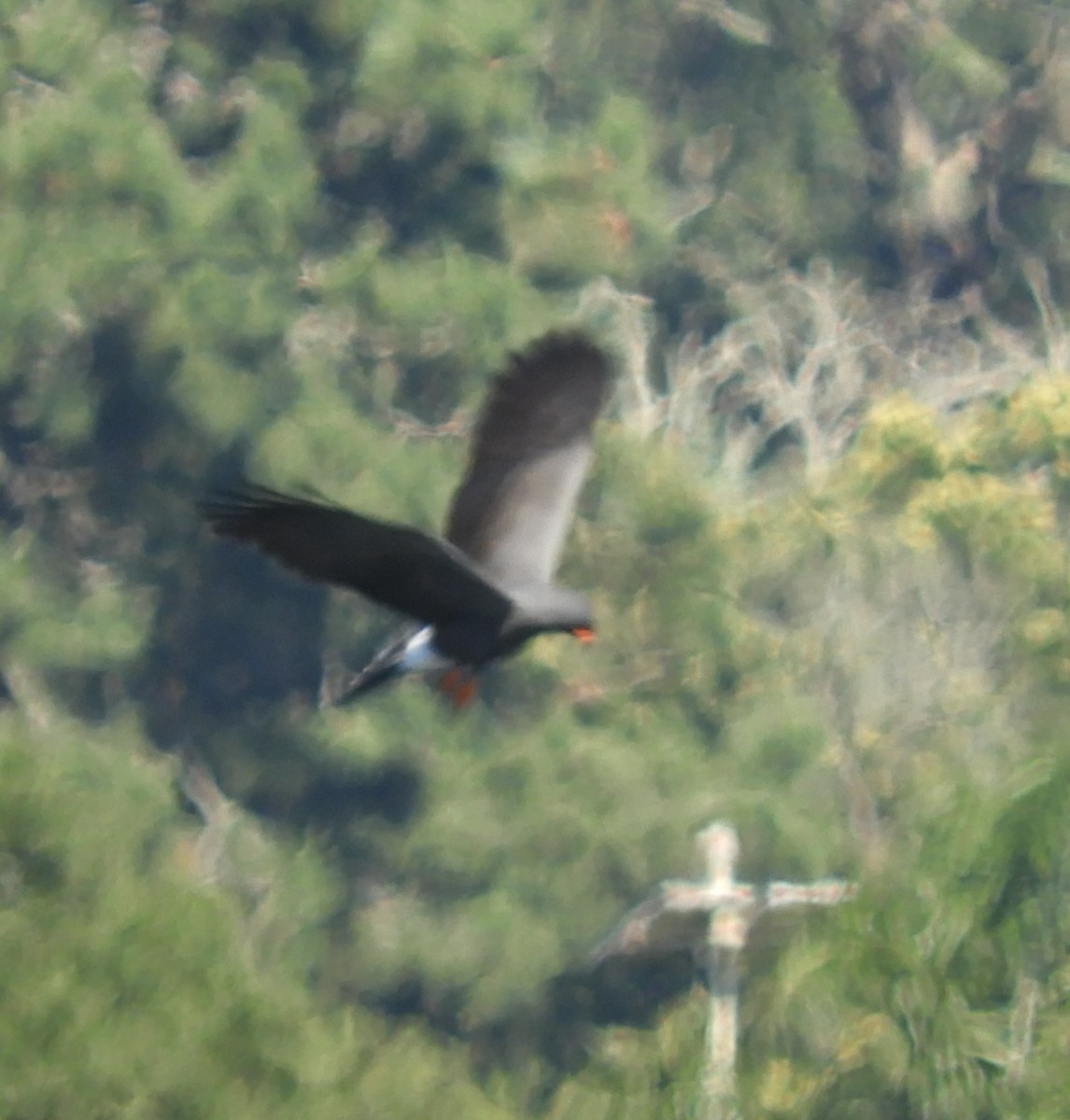 Snail Kite - ML644213709