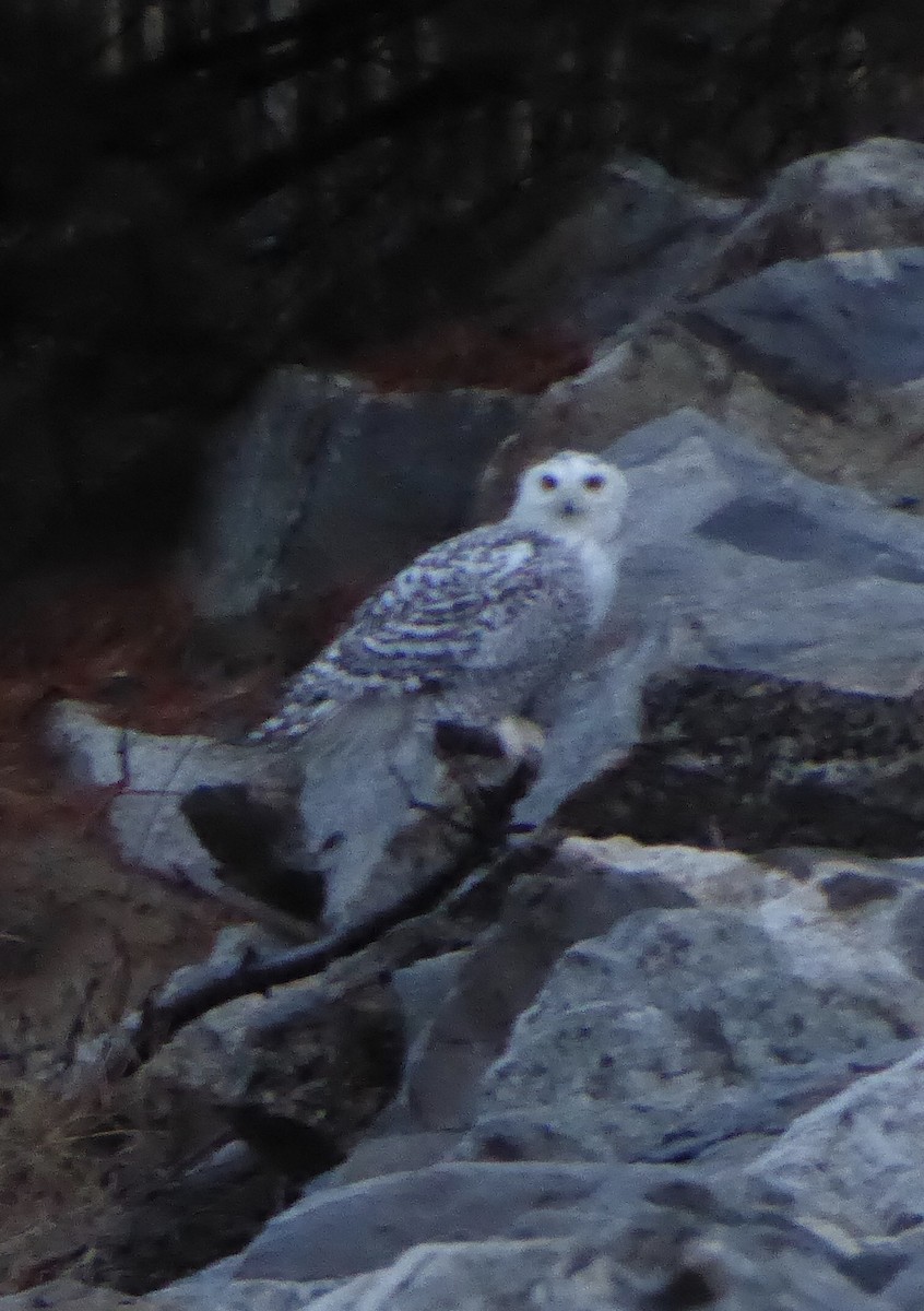 Harfang des neiges - ML644213735